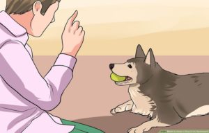 Top 3 Tips for Renters With Pets